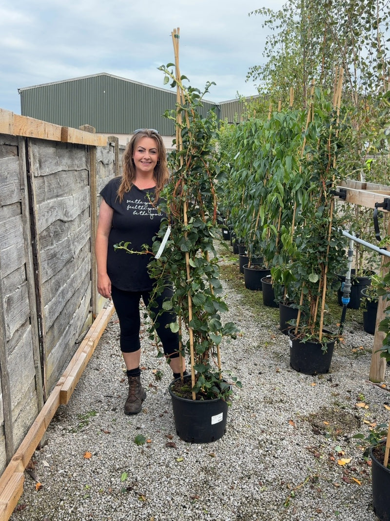 Hydrangea Petiolaris 20 Litre Pot 3 Canes 150/175cm Tall