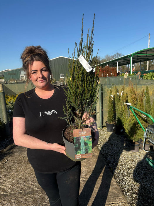 Juniperus Blue Arrow 4 Litre Pot 60/80cm