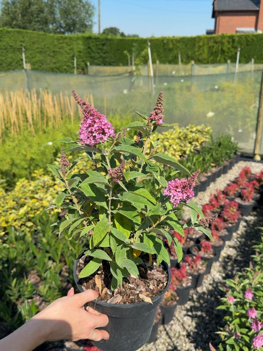 Buddleja davidii Candy Little Pink - Butterfly Bush 3 Litre