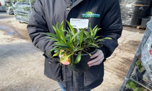 Aster Mixed 2 Litre Pot