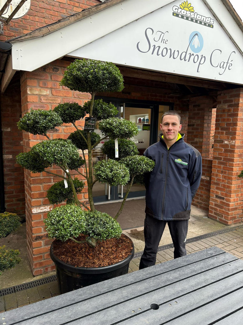 Ilex Crenata Mutchagara Bonsai 180 Litre Pot