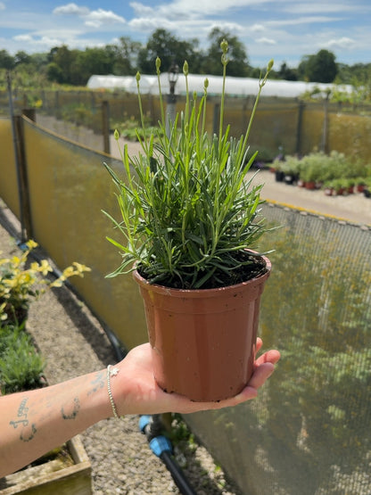 Lavender Angustifolia Munstead 1 Litre Pot