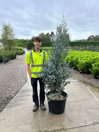 Eucalyptus Azura 65 Litre Pot 150/175cm Extra Bushy