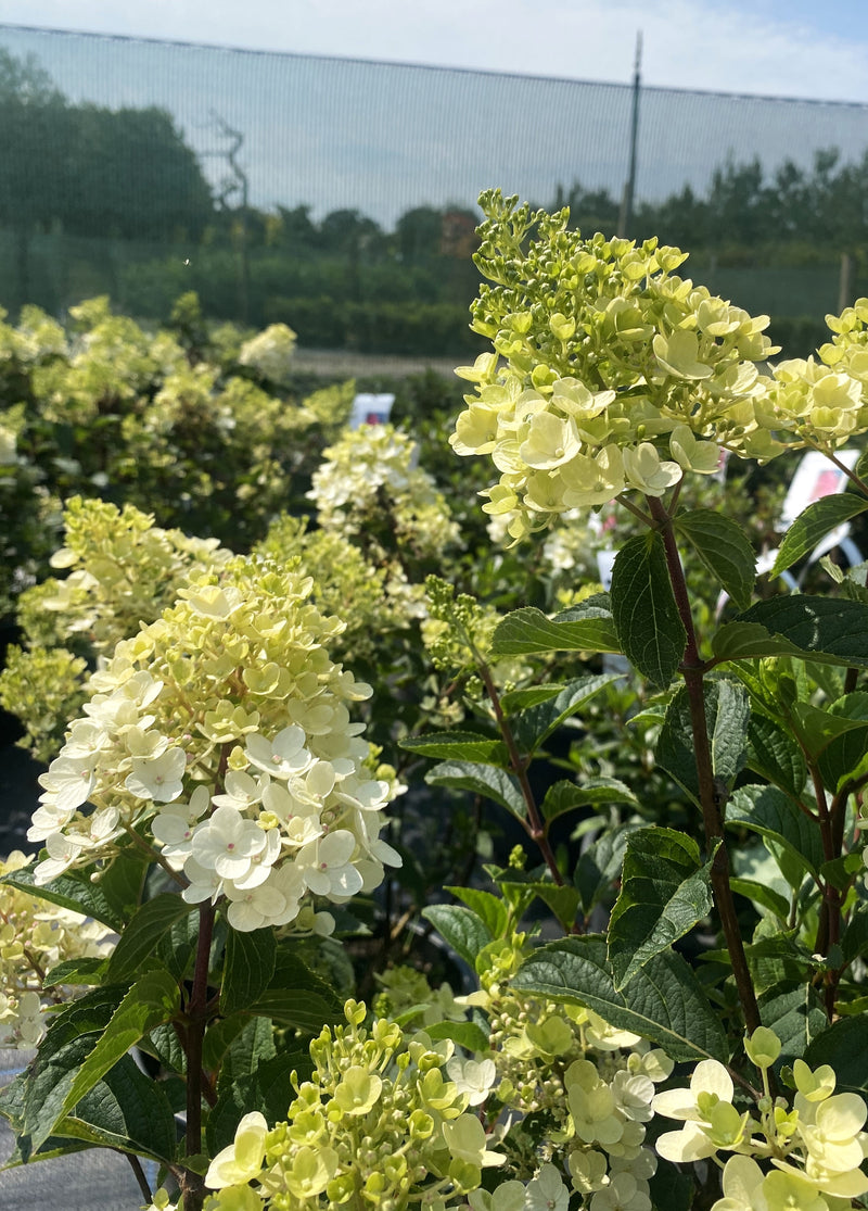 Hydrangea Paniculata Living Little Rosy 7 Litre Pot