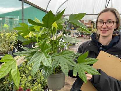 Fatsia Japonica 3 Litre Pot