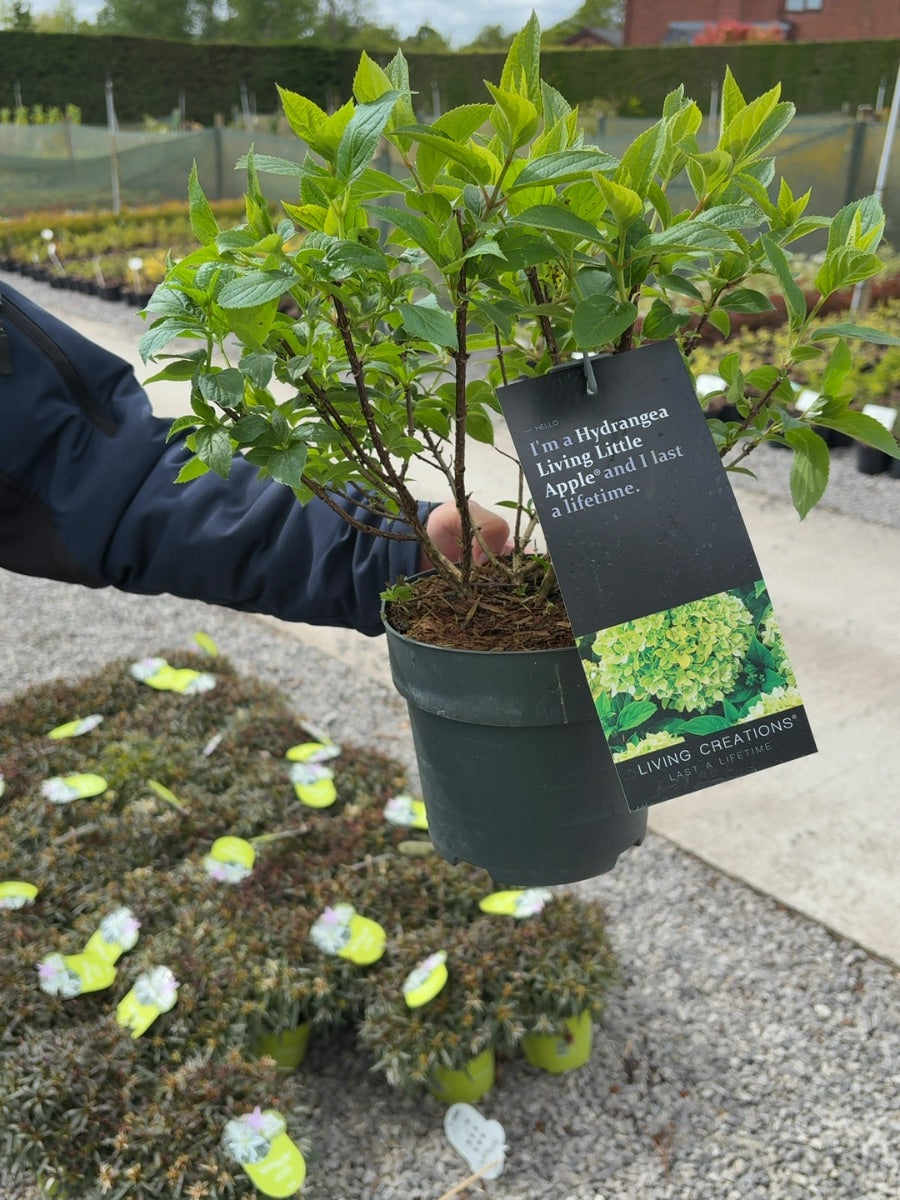 Hydrangea pan Living Little Apple 2.3 Litre Pot
