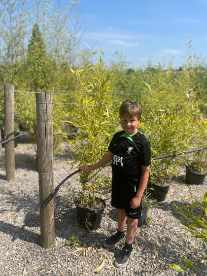 Bamboo Phyllostachys Bissetii 15 Litre Pot Seconds