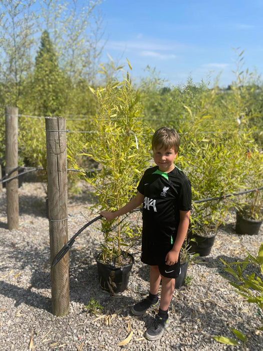 Bamboo Phyllostachys Bissetii 15 Litre Pot Seconds