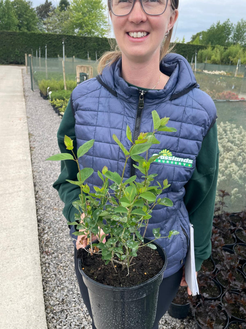 Symphoricarpus Door. White Hedge3 Litre Pot