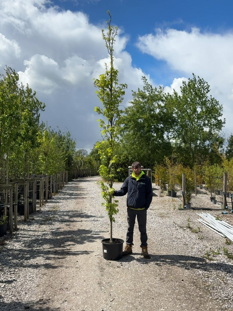 Liquidambar sty. Slender Silhouette 8/10cm Girth