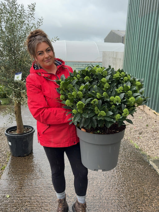 Skimmia Japonica White Globe 20 Litre Pot Super Sized