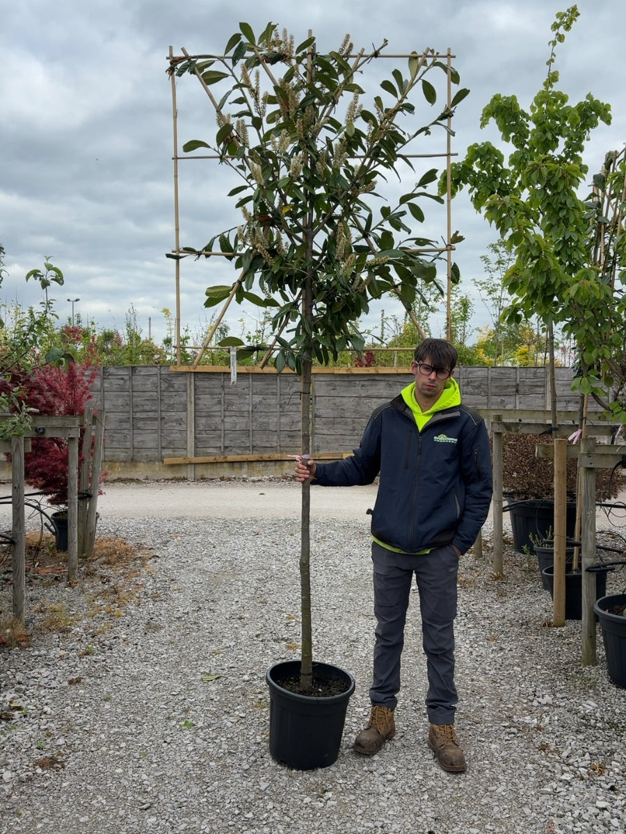 Prunus laur. Novita Pleached 150cm Stem 120x120cm Pre Order/Ready For June