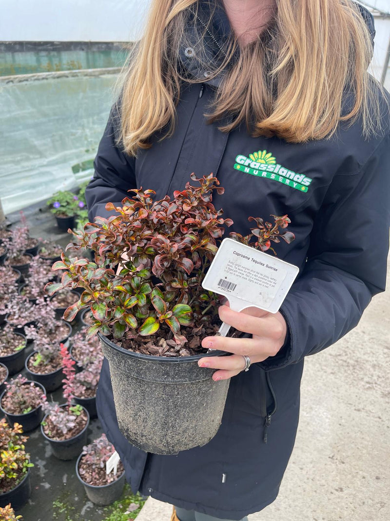 Coprosma Tequilea Sunrise 3 Litre Pot