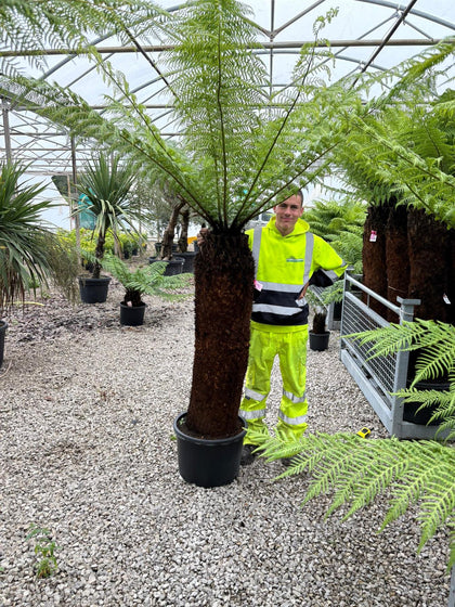 Tree Fern Dicksonia Antarctica 5 Foot Log
