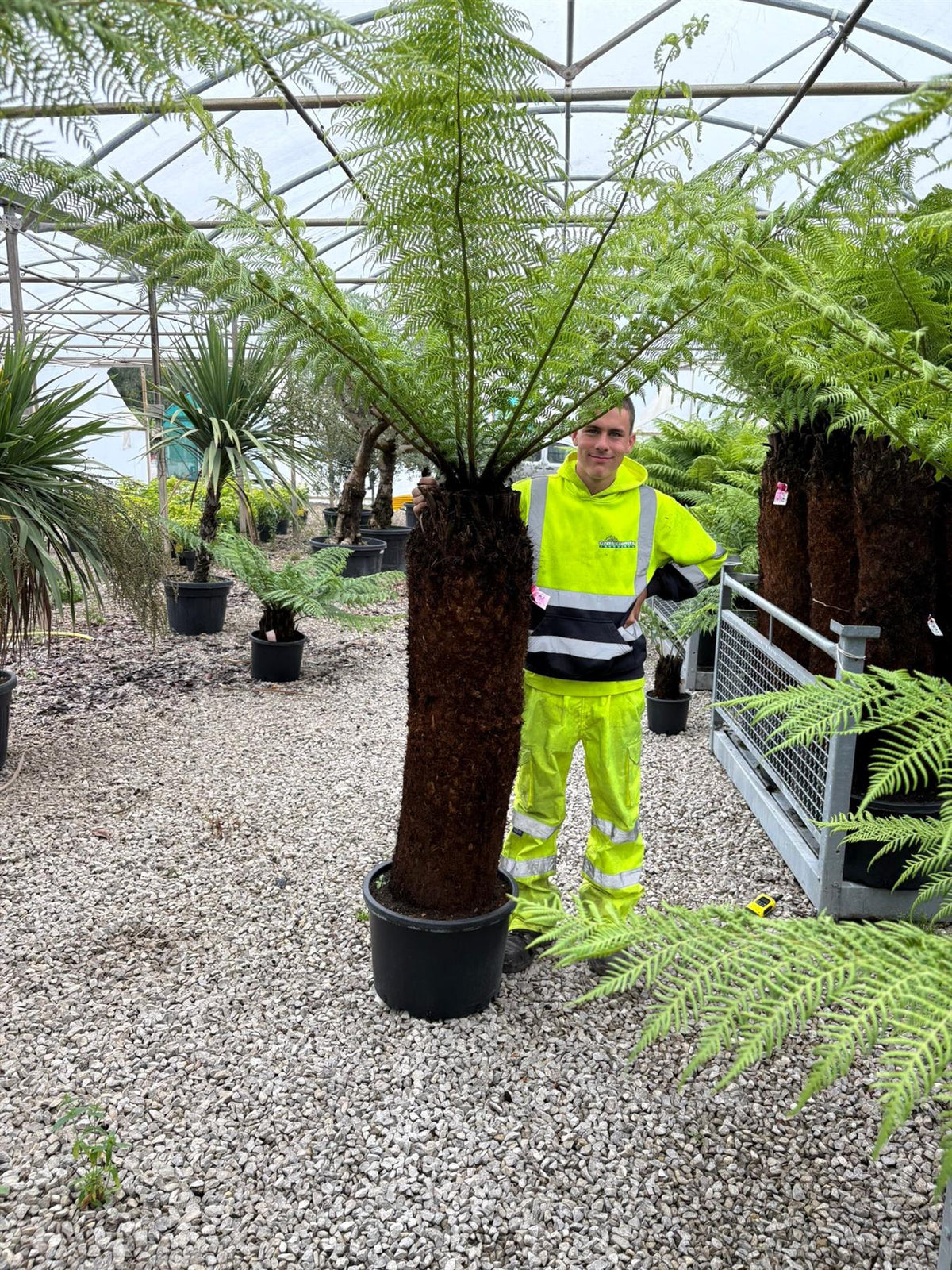 Tree Fern Dicksonia Antarctica 5 Foot Log — Grasslands Nursery