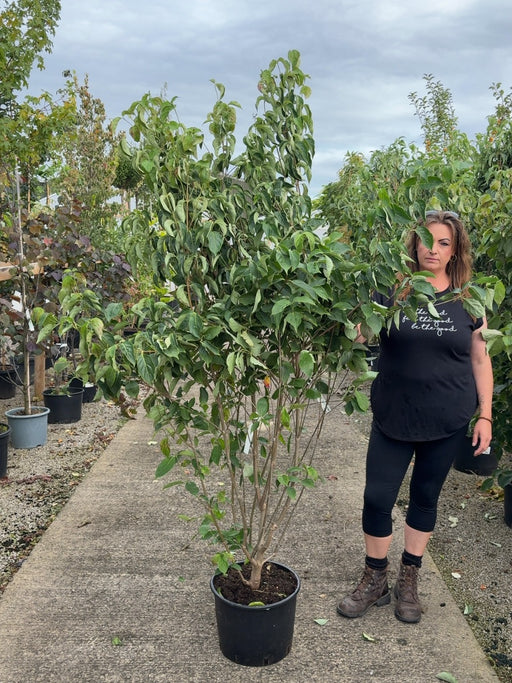Cornus Kousa Chinensis 20 Litre Pot 150/175cm