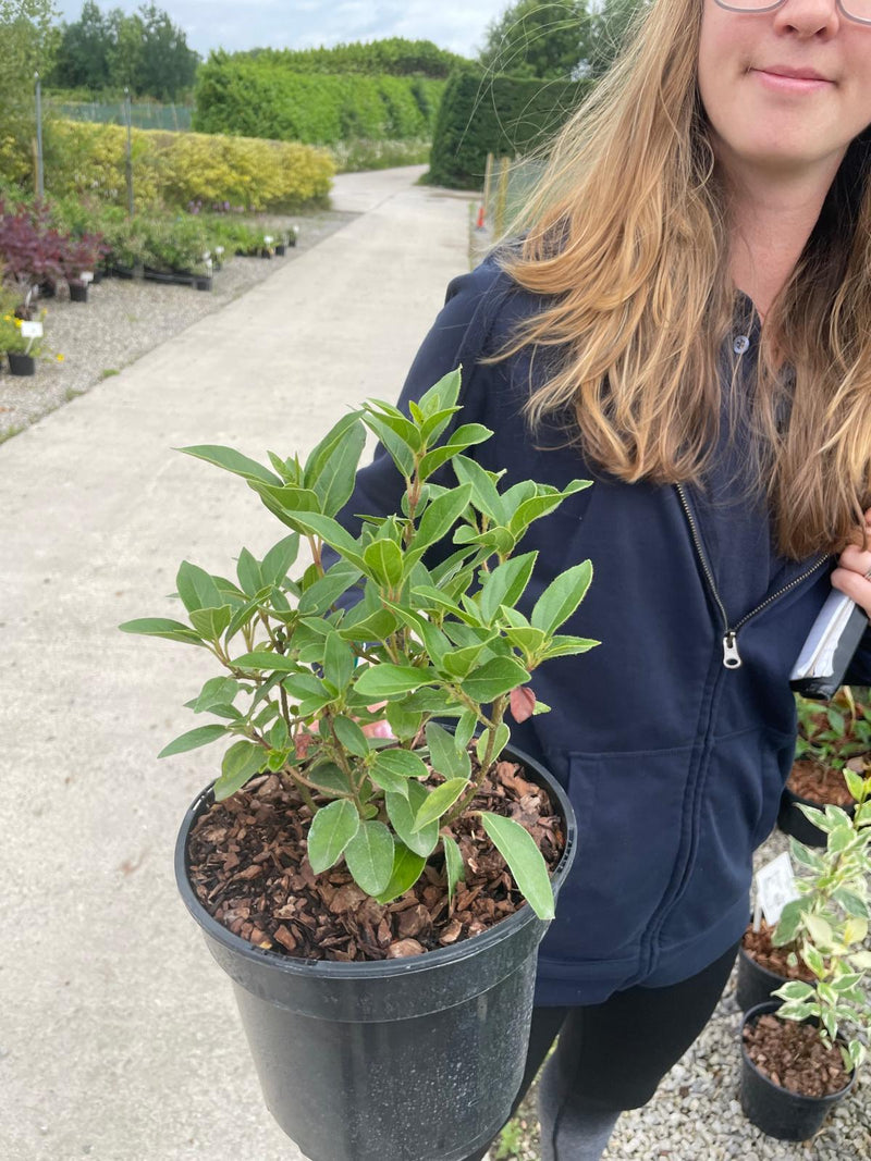 Viburnum Tinus Eve Price 3 Litre Pot