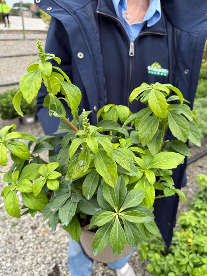 Pachysandra Terminalis 2 Litre Pot
