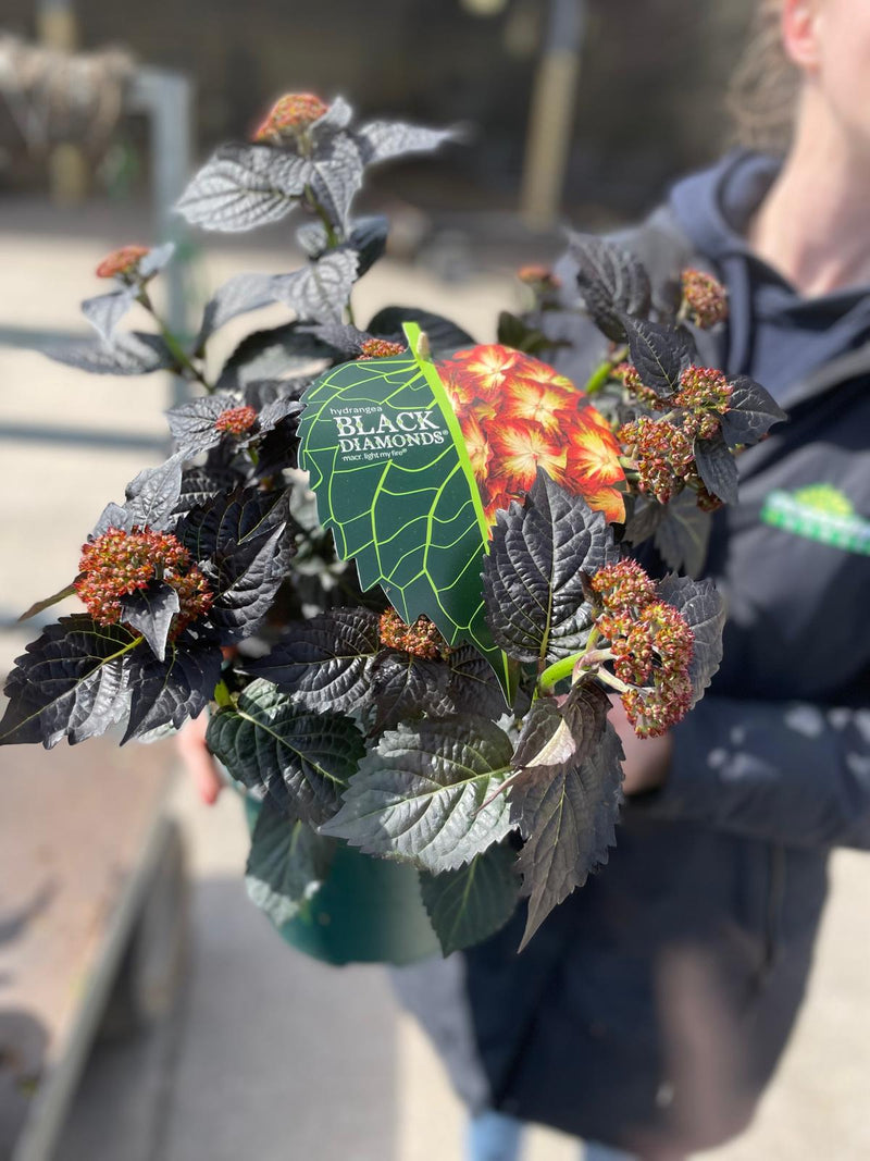 Hydrangea Black Diamonds Light My Fire 5 Litre Pot