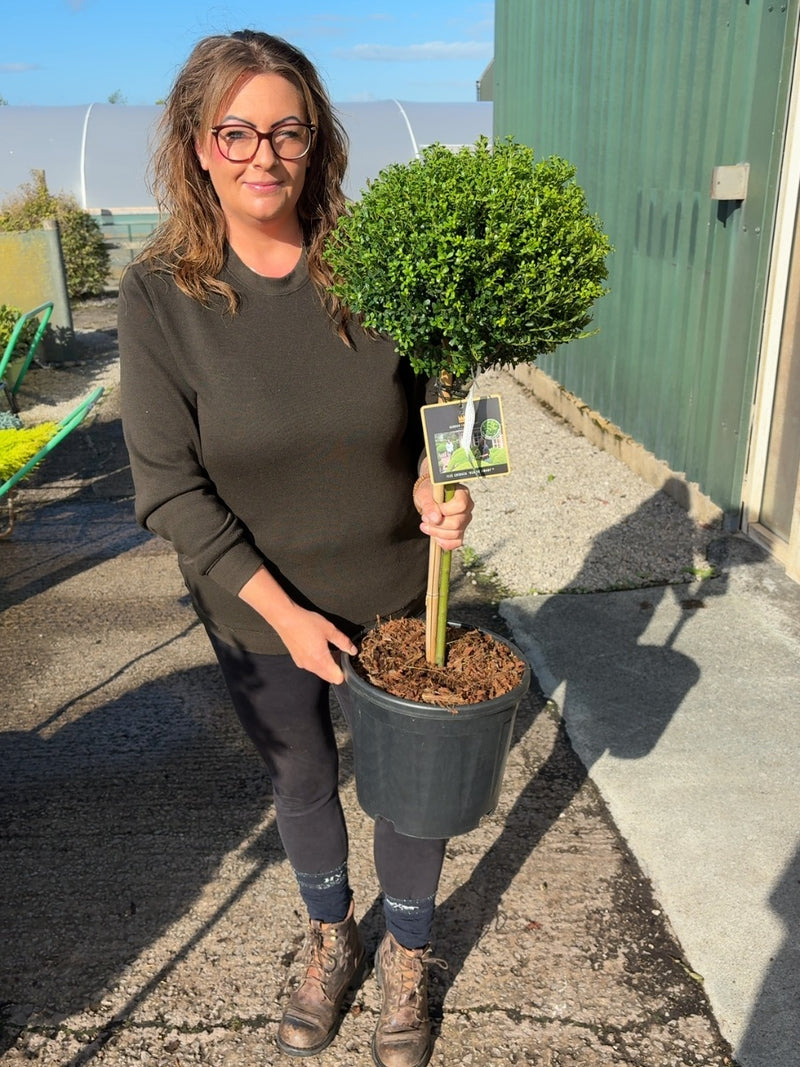 Ilex Crenata Glorie Dwarf 12 Litre Pot 1/4 Standard