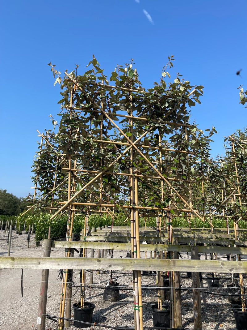 Elaeagnus Ebbingei Pleached 180 Stem 120x120 Rootballed Delivery Feb/Mar