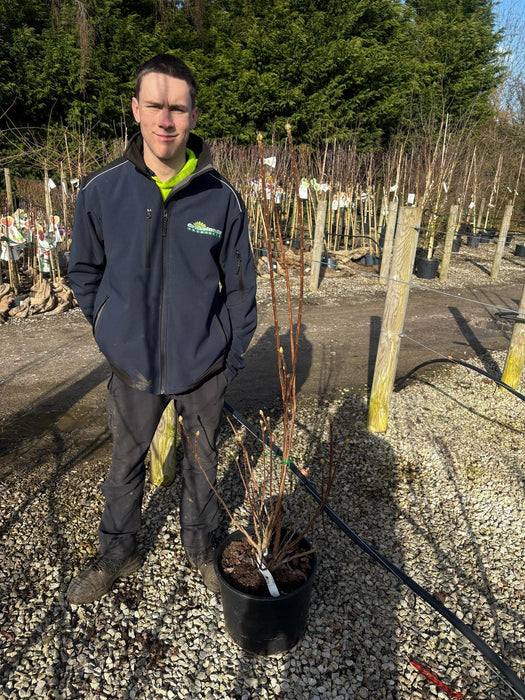 Azalea Mollis Persil 20 Litre Pot 120/130cm