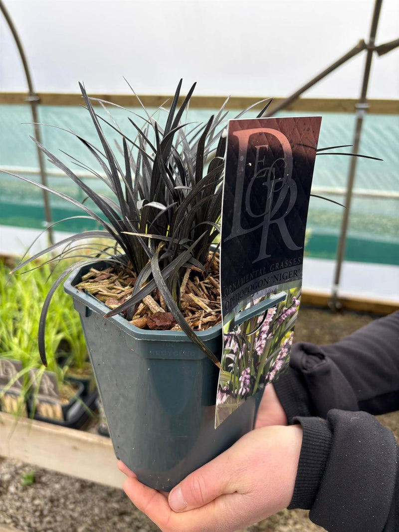 Ophiopogon Nigrescens 2 Litre Pot