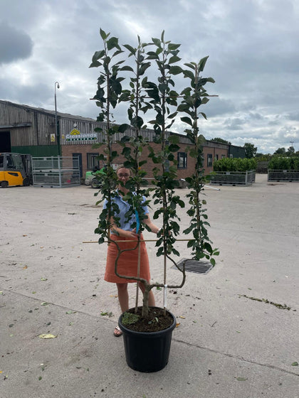 Apple Malus James Grieve 50 Litre Pot Double U Frame