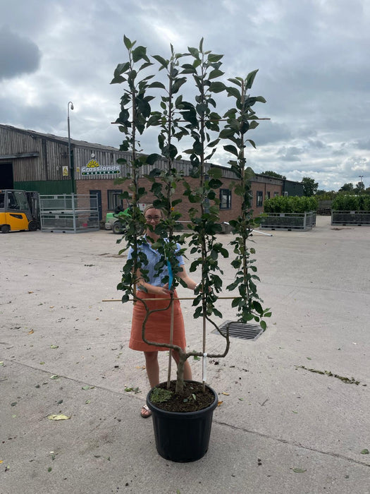 Apple Malus James Grieve 50 Litre Pot Double U Frame