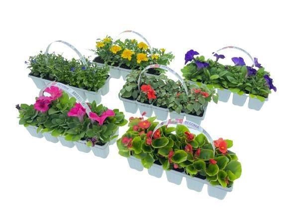 10 Pack Summer Bedding Mix