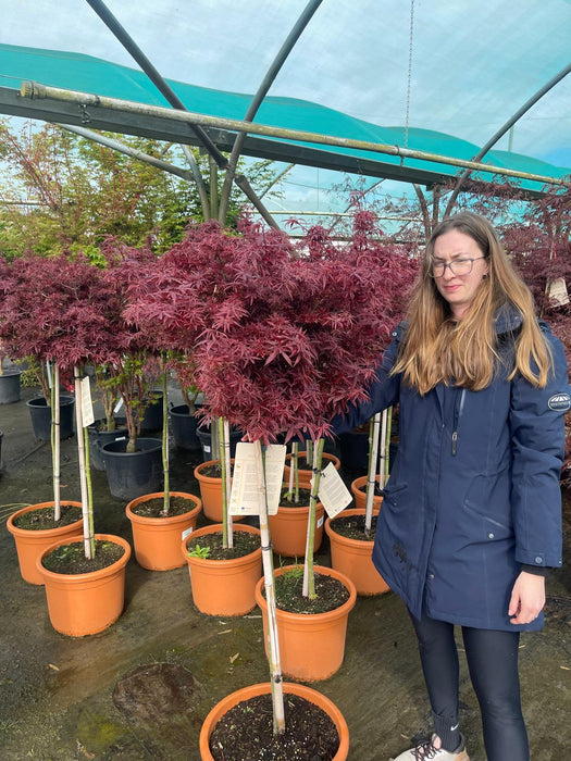 Acer palmatum Shaina 25 Litre Pot Half Standard