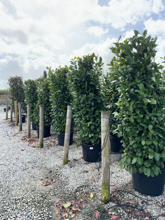 Big Deal Laurel Hedging Specimen Clipped 230/240cm x 10