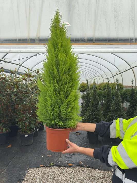 Cupressus mac.Wilma 5 Litre Pot