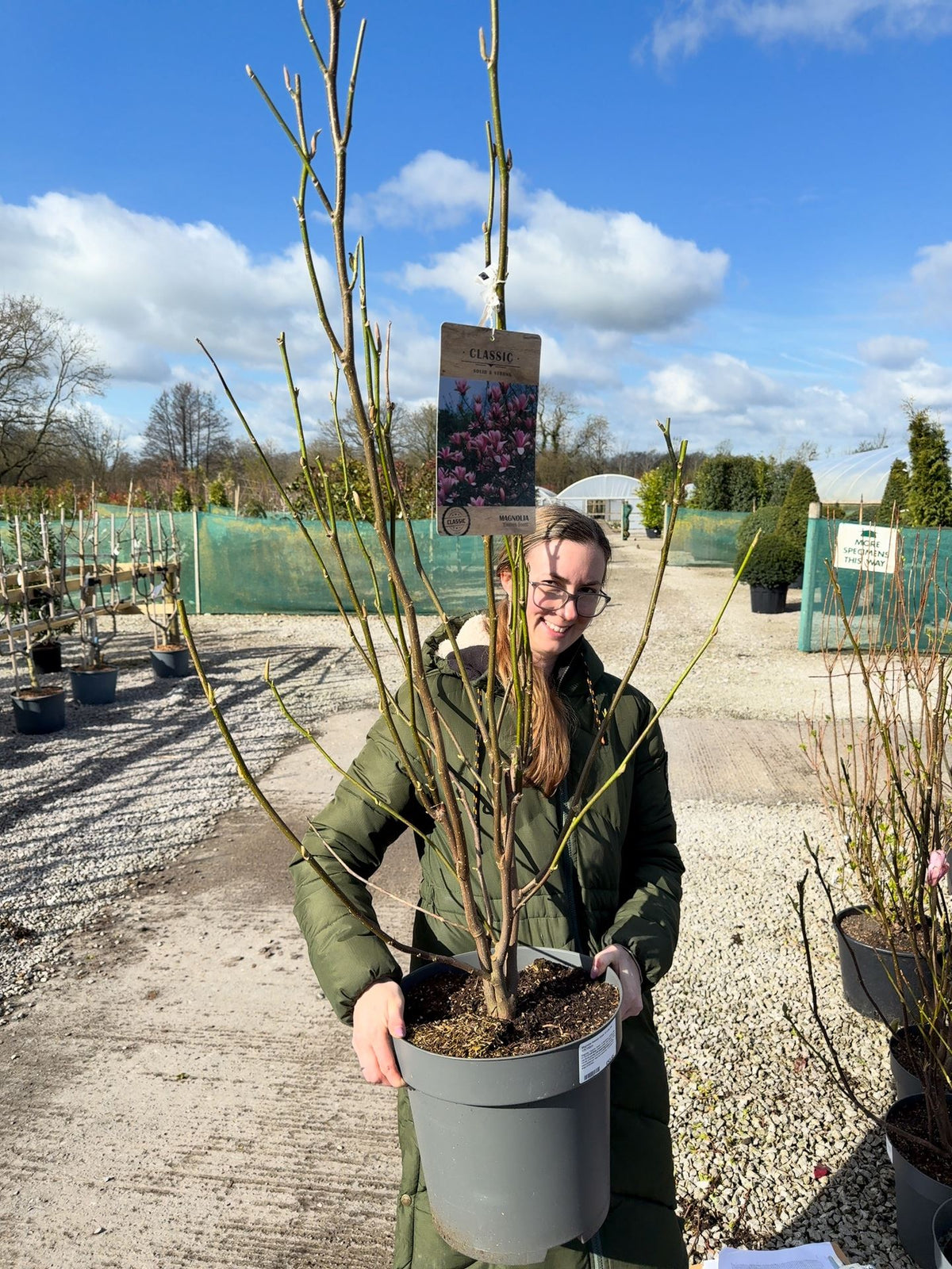 Magnolia Heaven Scent 12 Litre Pot 125/150cm
