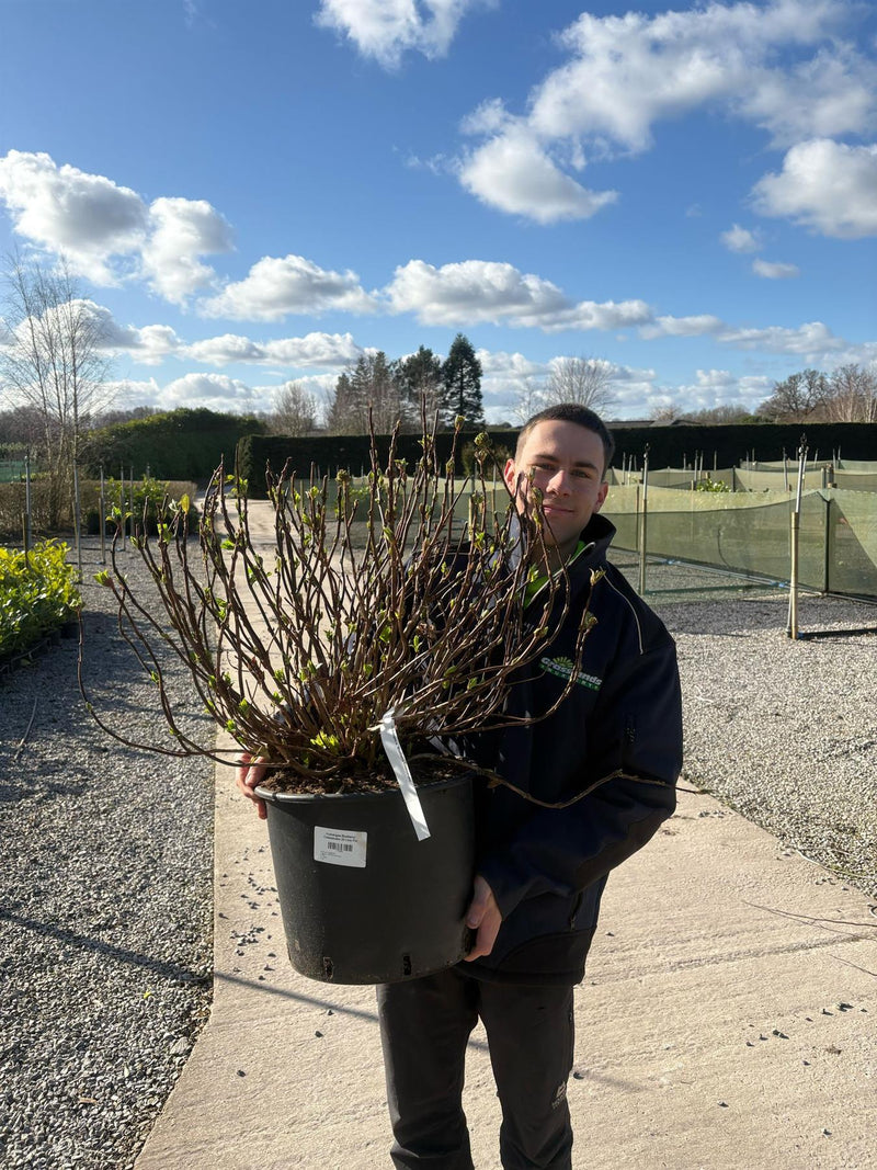 Hydrangea Blueberry Cheesecake 20 Litre Pot