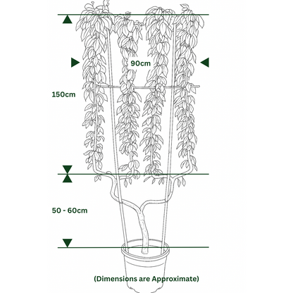 Apple Malus Jonagold 50 Litre Pot Double U frame