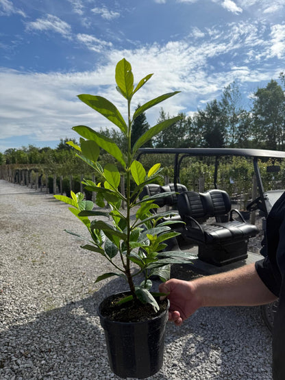 Cherry Laurel Hedging 2.5 Litre 40-50cm