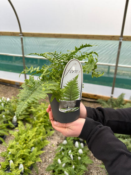 Dryopteris affinis Crispa 11cm Pot