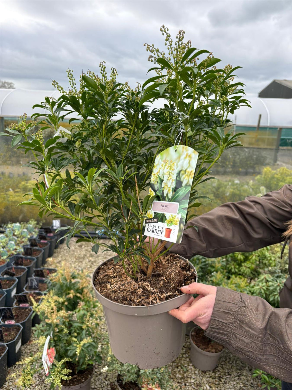 Pieris japonica Little Heath 5 Litre Pot