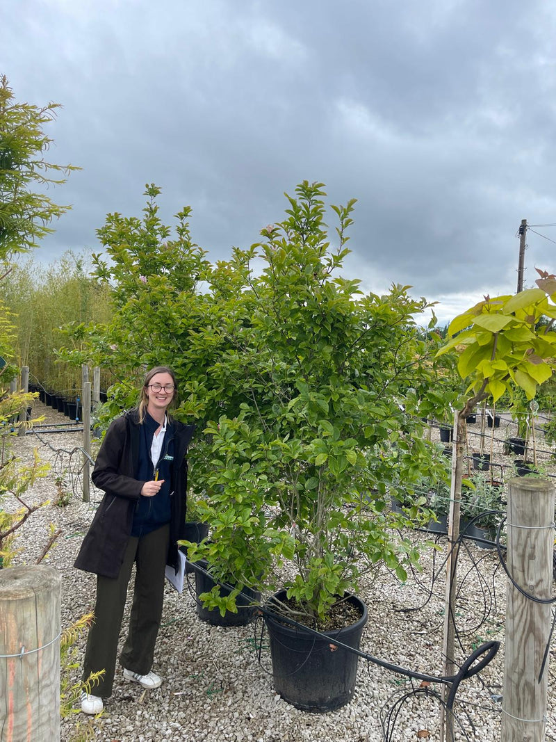 Magnolia George Henry Kern 90 Litre Pot Specimen