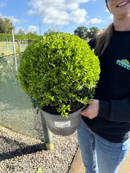 Buxus Ball Betterbuxus Skylight 7.5 Litre Pot 30cm