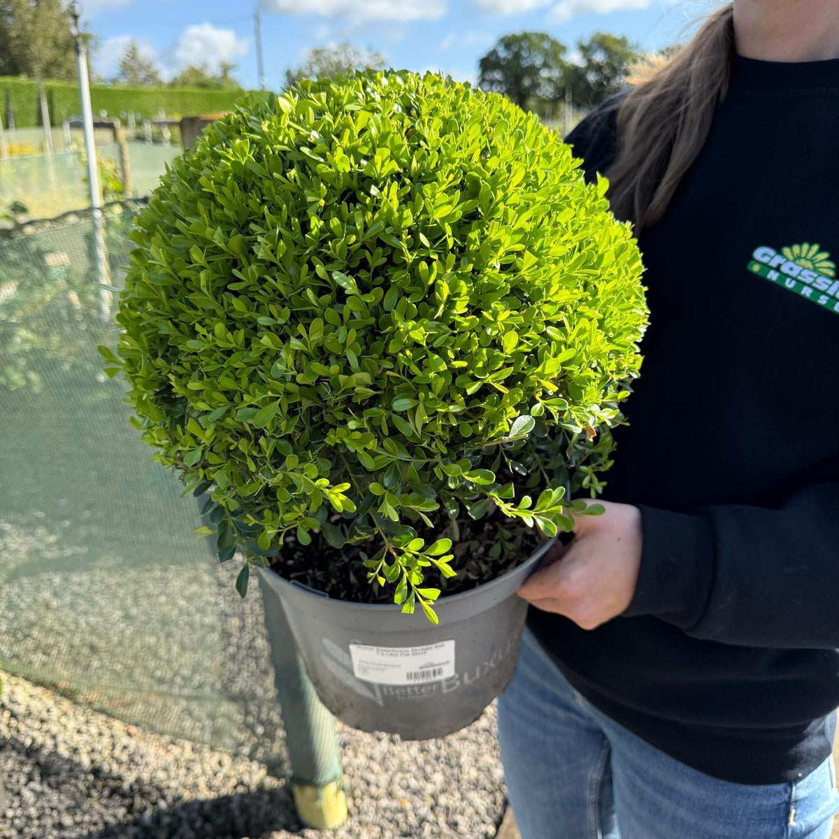 buxus-ball-betterbuxus-skylight-7-5-litre-pot-30cm-grasslands-nursery