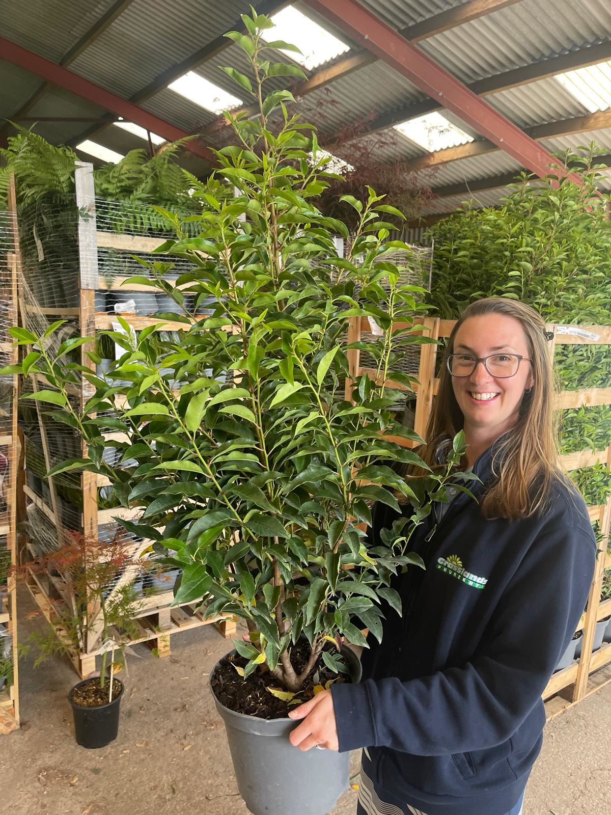 Prunus L. Myrtifolia Portuguese Laurel 7 Litre 80-100cm