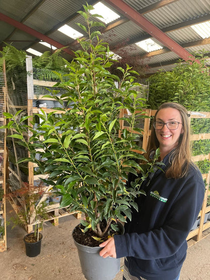Prunus L. Myrtifolia Portuguese Laurel 7 Litre 80-100cm