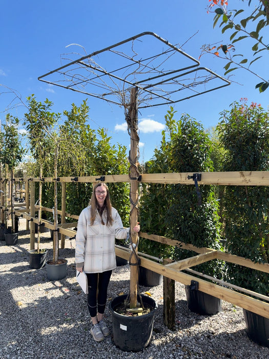 Wisteria Sinensis Pleached Roof 65 Litre Pot