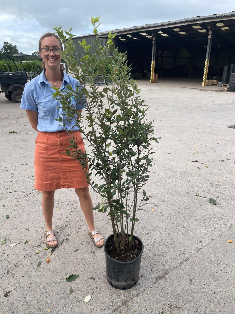 Quercus Ilex 20 Litre Pot 125-150cm