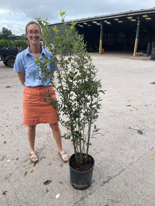Quercus Ilex 20 Litre Pot 125-150cm