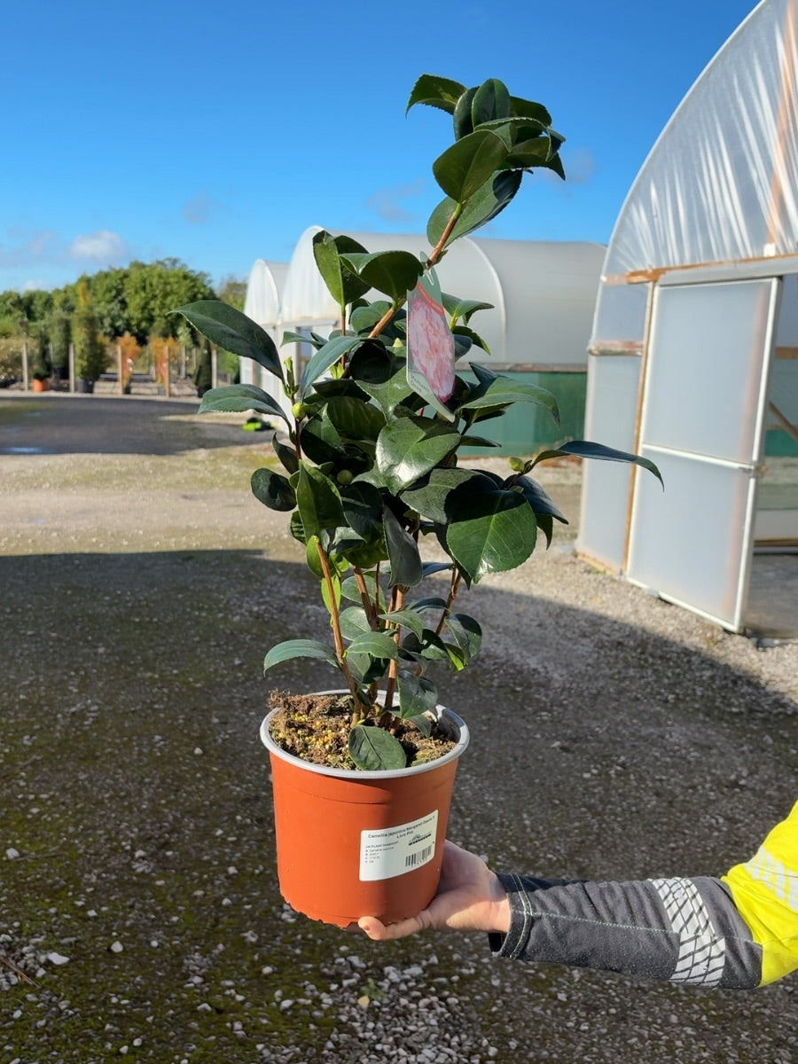 Camellia japonica Margaret Davis 3 Litre Pot