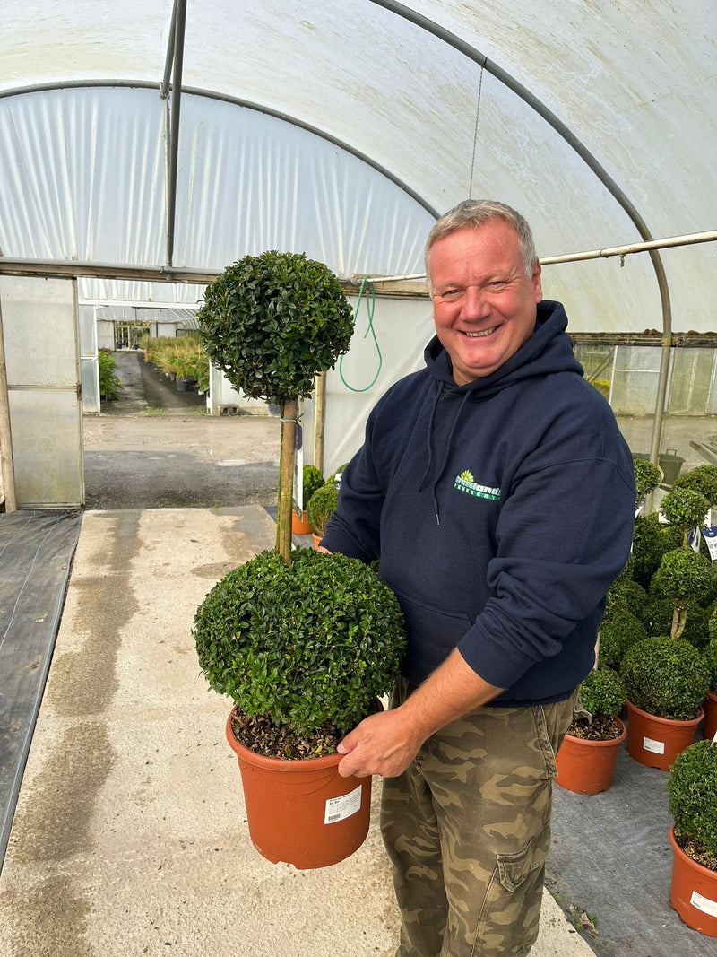 Buxus Sempervirens Duo-Ball Stack 70-80cm 7.5 Litre Pot