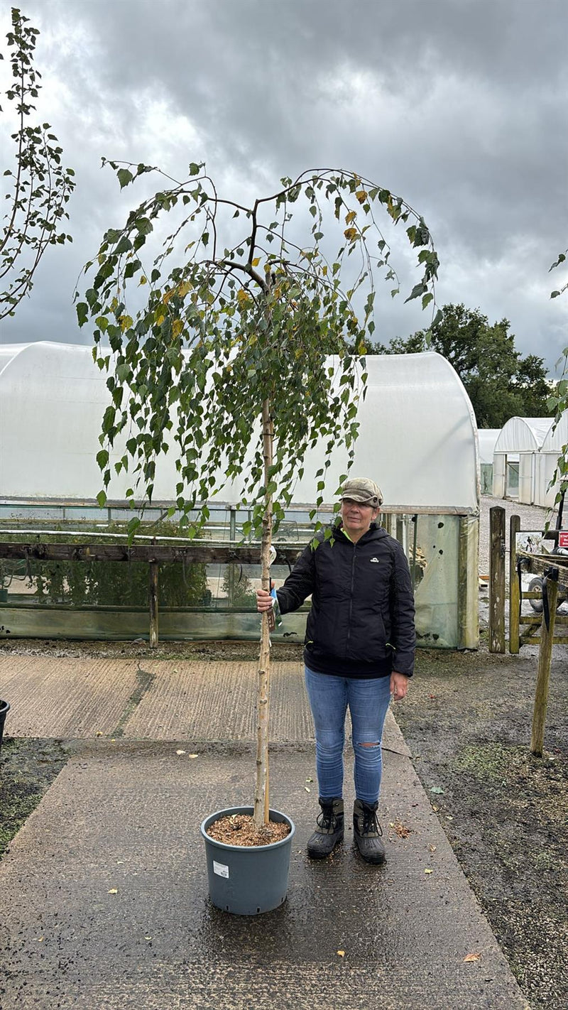 Betula Pendula Youngii Standard 8-10cm Girth 50 Litre Pot